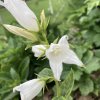 Campanula latifolia var. macrantha 'Alba'_2
