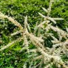 Aruncus dioicus 'Kneiffii-Whirlwind'_6