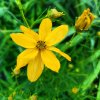 Coreopsis palmata_2