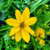 Coreopsis palmata_1