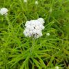 Anaphalis margaritacea 'Neuschnee'