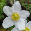 Anemone sylvestris_3