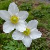 Anemone sylvestris_1