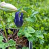 Aquilegia flabellata var. pumila 'Selection'_2