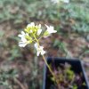 Arabis procurrens 'Variegata'_2