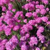 Armeria maritima 'Morning Star Deep Pink'