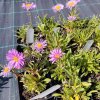 Aster alpinus 'Happy End'