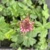 Astrantia major 'Rubra'_3