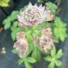 Astrantia major 'Rubra'_4