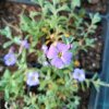 Aubrieta cultorum 'Cascade Blue'_1