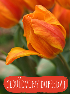 cibuloviny
