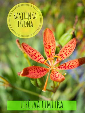 Rastlina tyzdna