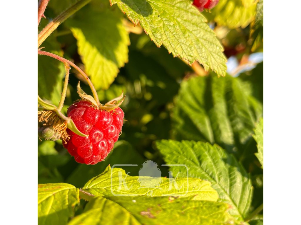 RUBUS IDAEUS 'GROOVY' (MALINA ŽLTOLISTÁ) ist