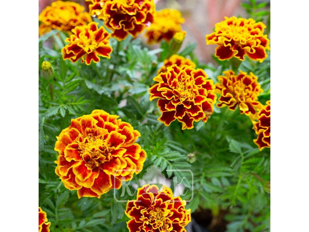 TAGETES PATULA 'DURANGO BEE' ist