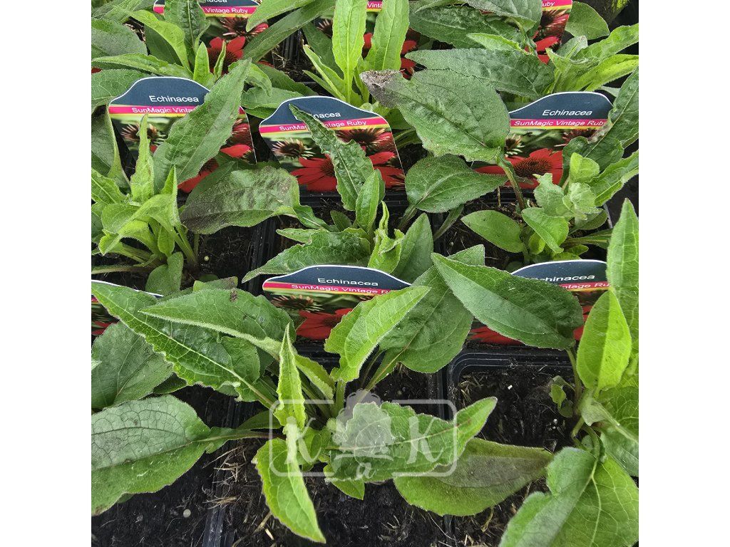 ECHINACEA 'SUNMAGIC VINTAGE RUBY' kak