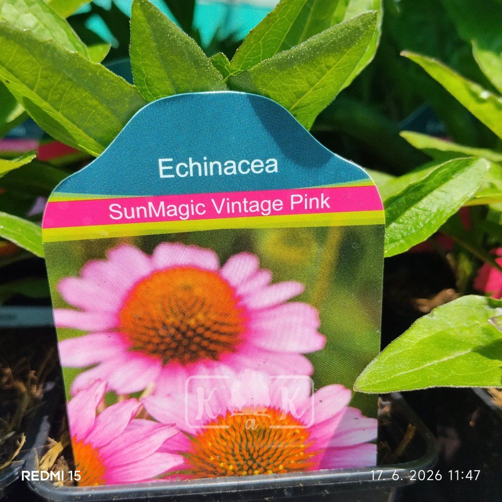ECHINACEA 'SUNMAGIC VINTAGE PINK' kak
