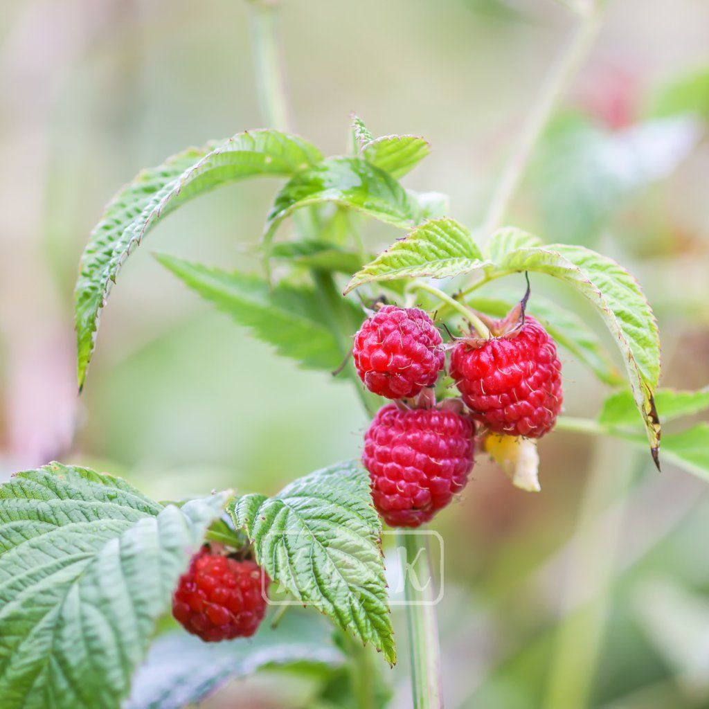 RUBUS IDAEUS 'HERITAGE' (MALINA) shut