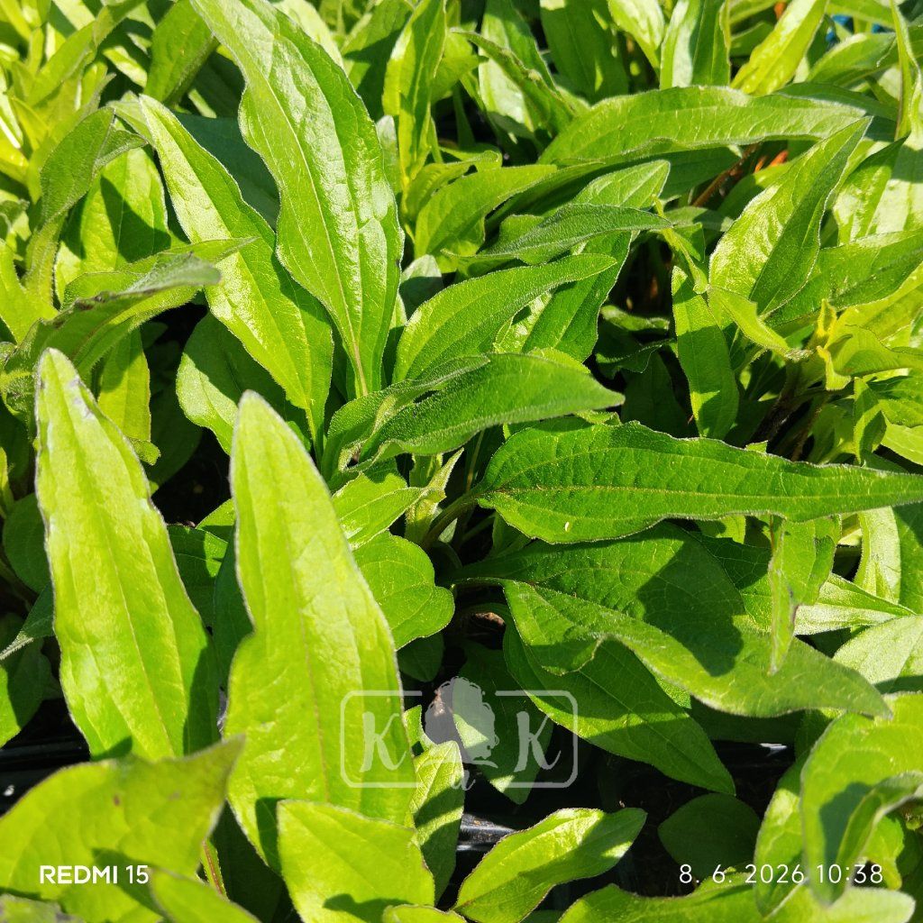 ECHINACEA 'SUNMAGIC VINTAGE HOT RED' kak1