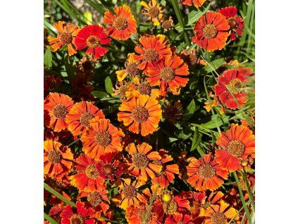 HELENIUM HYBRIDA 'LITTLE ORANGE' shut