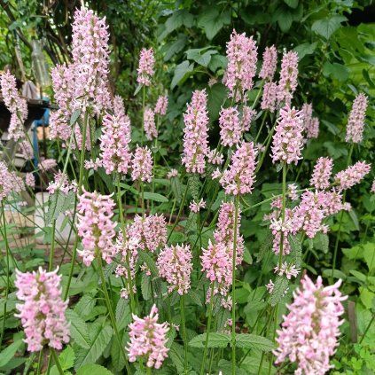 STACHYS OFFICINALIS 'SUMMER SWEETS' ist5