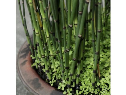 EQUISETUM HYEMALE 'ROBUSTUM' (PRASLIČKOVKA ZIMNÁ)