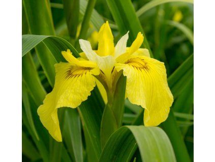 IRIS PSEUDACORUS 'FLORE PLENO' -IST
