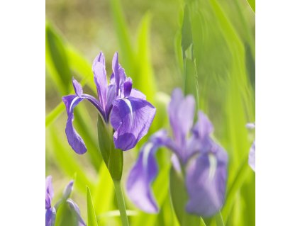 IRIS LAEVIGATA - IST