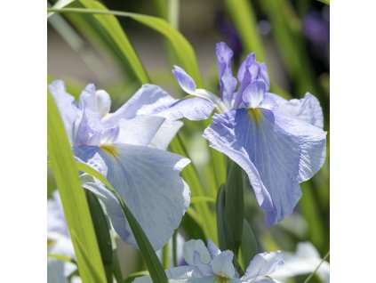 IRIS ENSATA 'AQUAMARIN' (KOSATEC MEČOVITÝ)