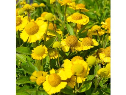 HELENIUM MARIACHI™ 'SOMBRERO' (HELÉNIUM)_istock