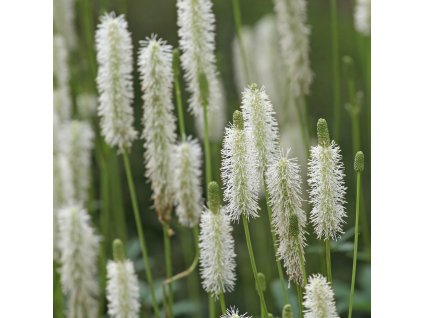 SANGUISORBA 'BURR BLANC' (KRVAVEC)_istock