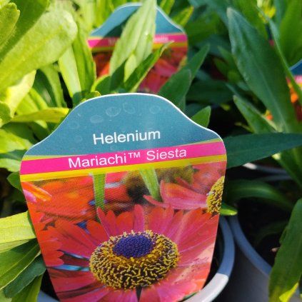 HELENIUM 'SIESTA' kak4