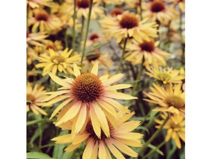 ECHINACEA 'BIG KAHUNA' - IST