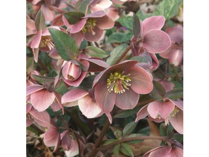 HELLEBORUS 'MERLIN' (ČEMERICA)