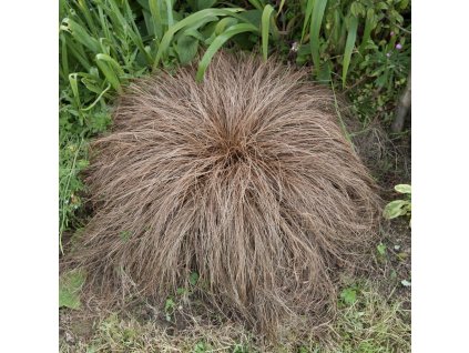 CAREX COMANS 'BRONCO'™ (OSTRICA)_istock