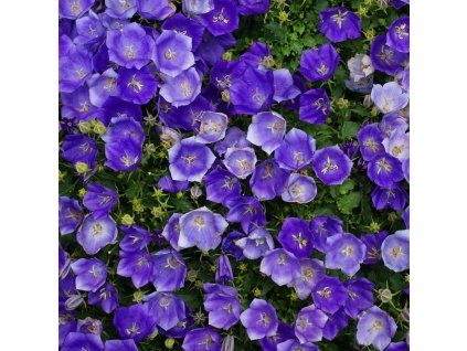 Campanula carpatica 'Pearl Deep Blue' ist2