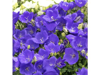 CAMPANULA CARPATICA 'PEARL DEEP BLUE' (ZVONČEK KARPATSKÝ)