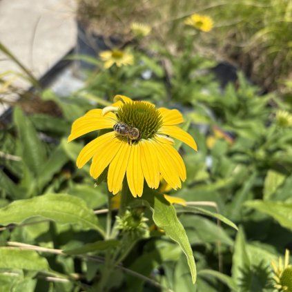 ECHINACEA 'PEARL YELLOW' kak2