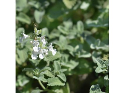 NEPETA FAASSENII 'SNOWFLAKE'_istock