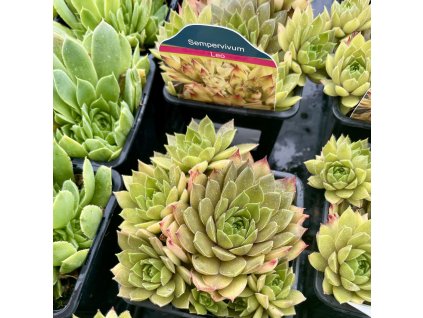 SEMPERVIVUM 'LEO' (SKALNIČKA | SKALNÁ RUŽA)_kak