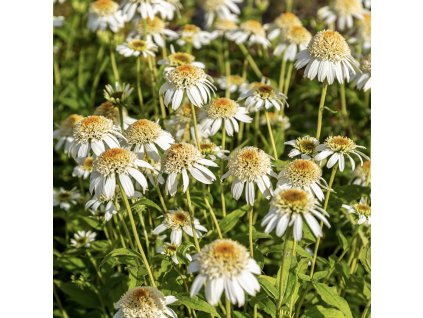 ECHINACEA 'MILKSHAKE'_istock