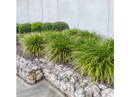 CAREX MORROWII 'IRISH GREEN'_istock