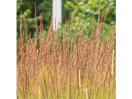 MOLINIA ARUNDINA 'KARL FOESTER' (BEZKOLENEC)_istock