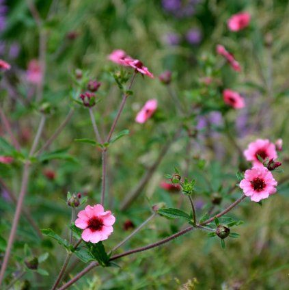 POTENTILLA NEPALENSIS 'MISS WILMOTT' IST2