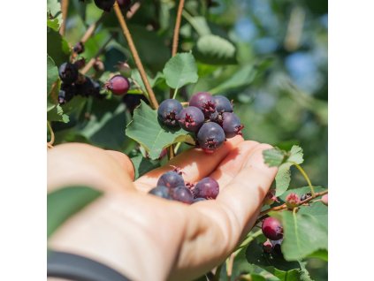 AMELANCHIER 'THIESSEN' (MUCHOVNÍK)_istock