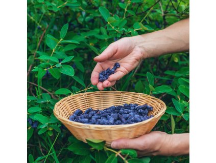 LONICERA KAMTSCHATICA 'WOJTEK' (ZEMOLEZ KAMČATSKÝ)_shutter