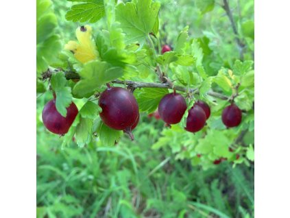 RIBES UVA CRISPA 'CAPTIVATOR' ist
