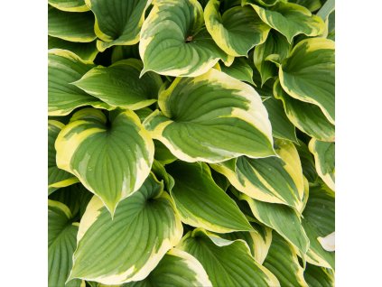 HOSTA 'SCHOOL MOUSE' (FUNKIA)_shutter