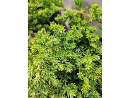 JUNIPERUS PROCUMBENS 'NANA' kak