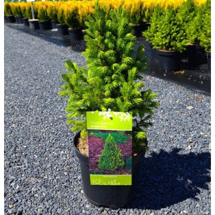 PICEA GLAUCA 'RAINBOW’S END' arbo
