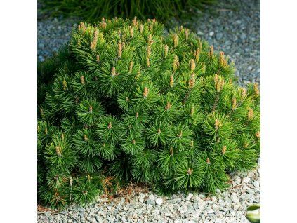 PINUS MUGO ist